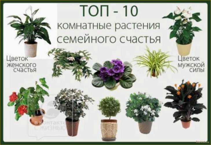 Естественная красота комнатных растений: как подобрать лучший вариант по фото и названию