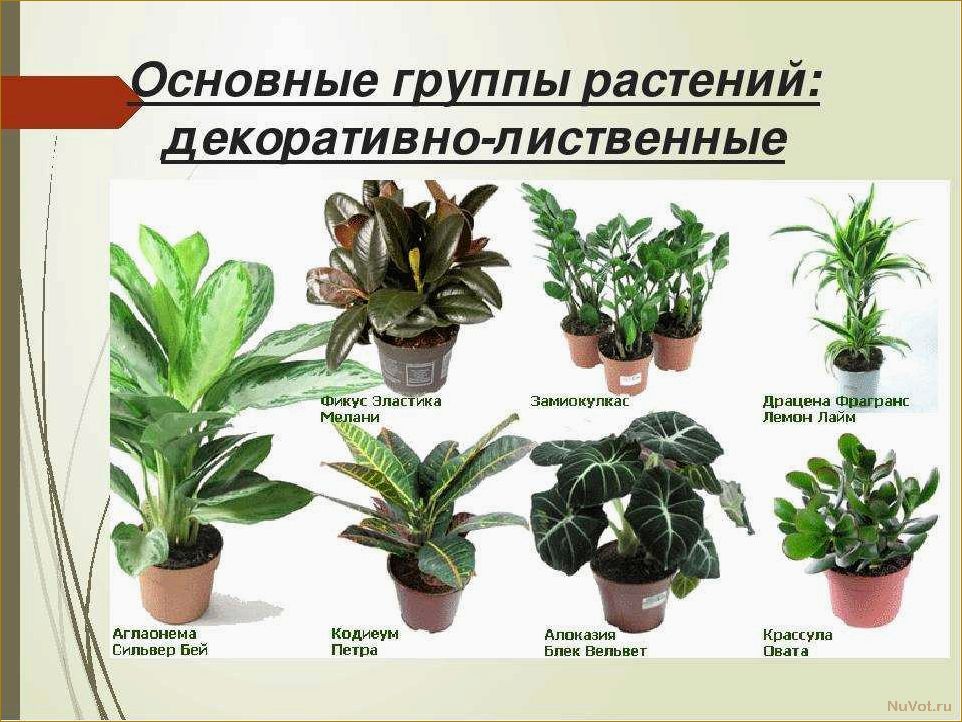 Естественная красота комнатных растений: как подобрать лучший вариант по фото и названию