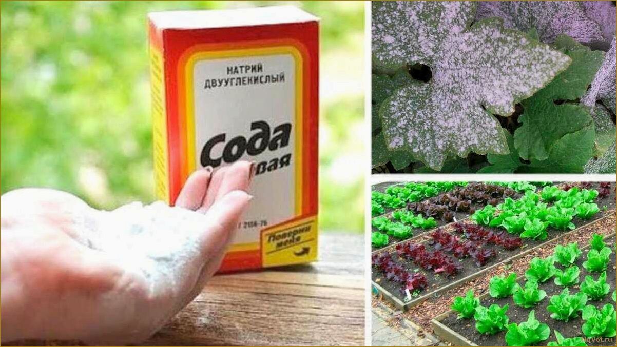 Почему осенью нужно купить побольше соды для огорода