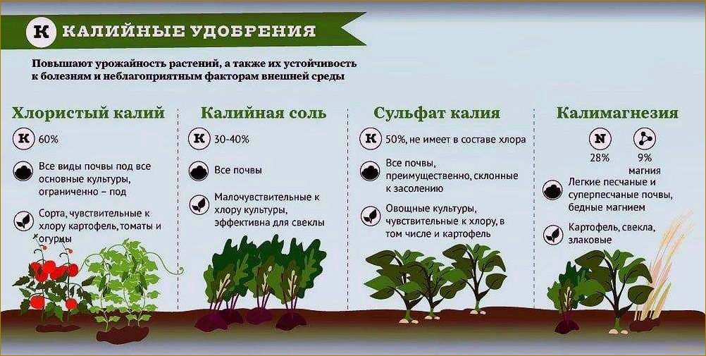 9 советов для повышения урожайности на даче: как создать волшебство на своем участке